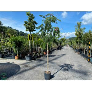 Albízia ružová (Albizia Julibrissin) ´OMBRELLA´® - výška 300-350 cm, obvod kmeňa: 6/8 cm, kont. C25L